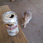 Beer and Bunny
